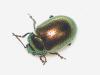 Chrysolina hyperici